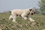 LAGOTTO 085